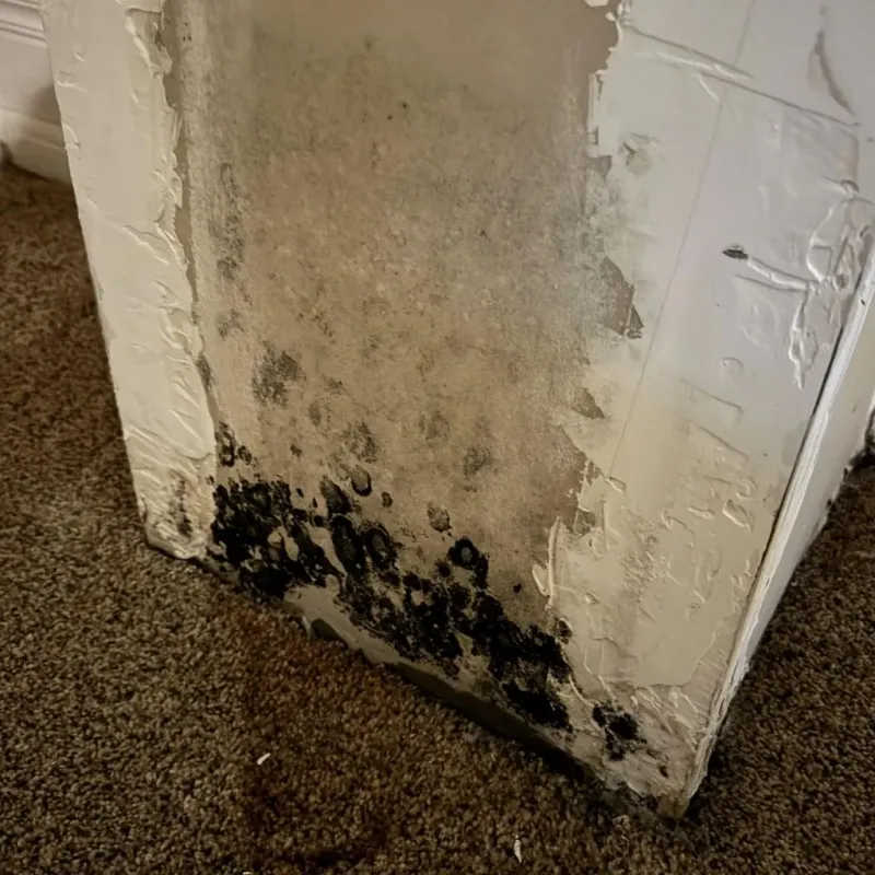 Professional Mold Removal in Kearny County, KS